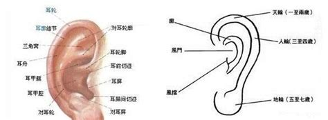 右腋下有痣代表什么|右腋下有痣好吗？代表什么？